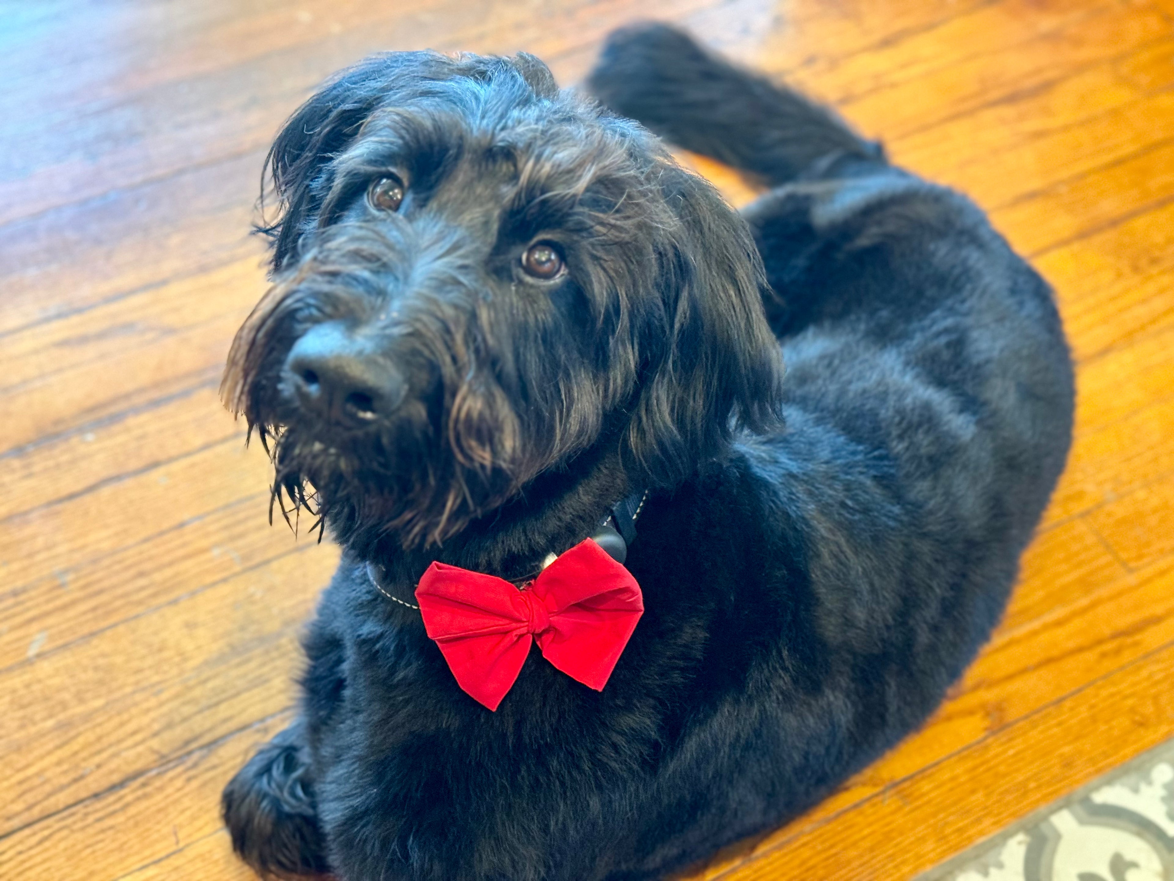Over the Collar Bow Tie